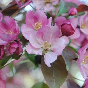 Meet your Posher, Dee